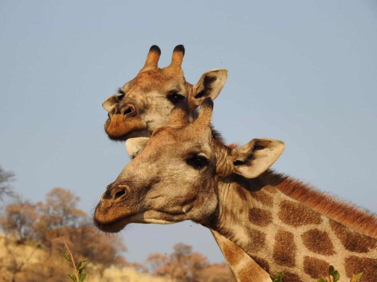 Tented Adventures Pilanesberg Exterior foto